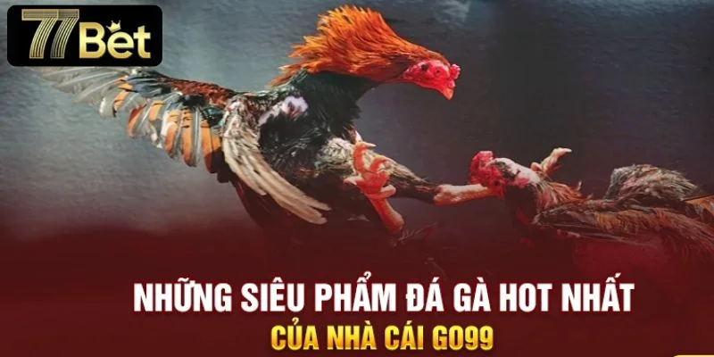 Các sảnh chơi cá cược hấp dẫn nhất tại sảnh đá gà tại 77BET.