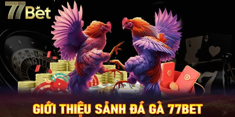 Sàn cá cược đá gà 77BET hiện nay khai thác rất nhiều trận đấu lớn hấp dẫn