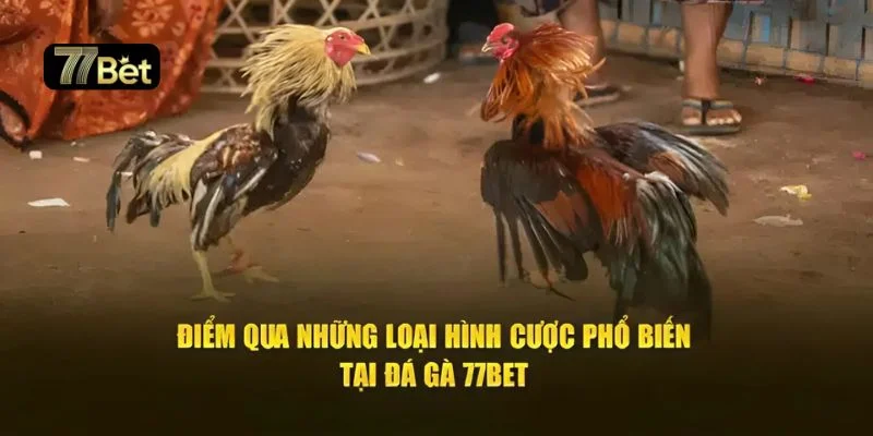 Sân chơi của 77BET đa dạng loại hình đá gà từ truyền thống đến kịch tính